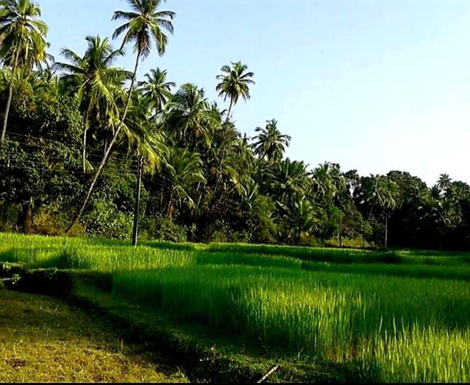 Vivaresidence Homestay Alappuzha Dış mekan fotoğraf